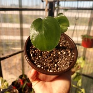 Plant 🌱(baby monstera deliciosa)